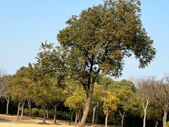 -上海吴淞炮台湾国家湿地公园