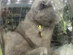 -瑞鹏宠物医院华南总院·夜诊·心脏科·骨科