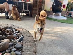 -柴犬高等学院·狗咖·柴犬售卖·宠物训练