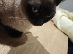 -藏猫猫咖啡主题馆(中央大道店)