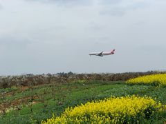 -空港花田景区