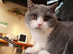 -东方名猫馆·英短金渐层布偶猫舍(环线广场1号楼店)