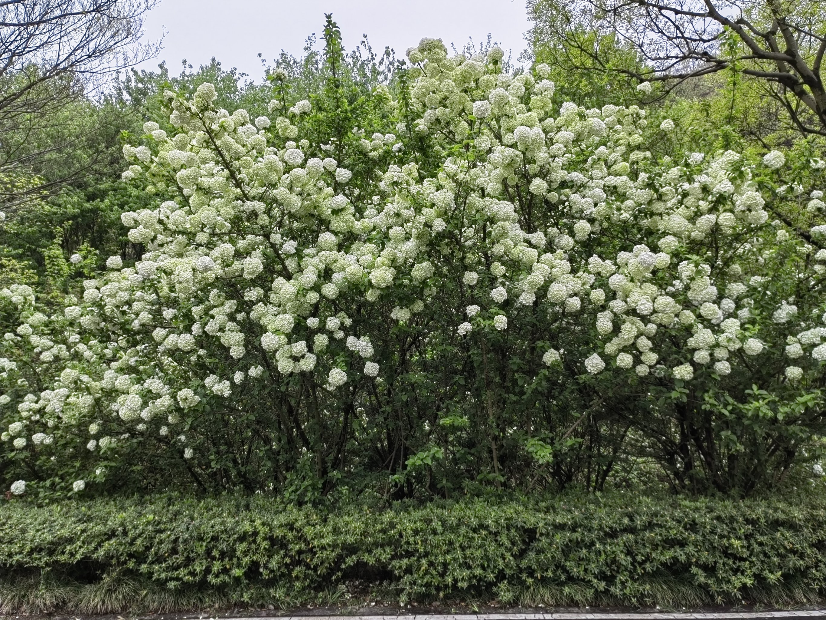 湖州梁希森林公园图片