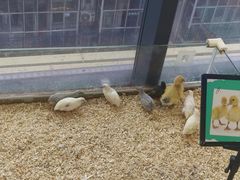 -怪兽屋·羊驼·猫咖·狗咖(俊华广场店)