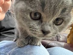 -伟伟宠物医院·CT影像中心·瑞派犬猫综合性门诊(汉口总院)
