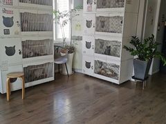 -东方名猫馆·英短金渐层布偶猫舍(环线广场1号楼店)