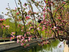 -海棠花溪(元大都城垣遗址公园)