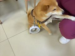 -宠福鑫动物医院(城北分院)