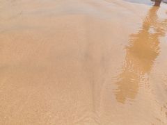 -日照海滨国家森林公园