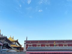-塔尔寺-菩提树