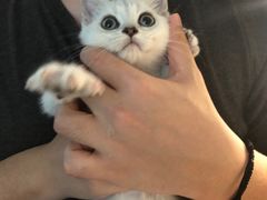 -Bastet sally猫舍购宠(静安店)