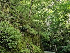 -牛背梁国家森林公园