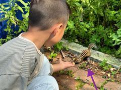 -五营红松林海景区