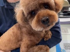 -顺强宠物诊所·狂犬免疫·夜诊·骨科(嘉定店)