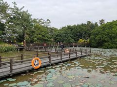 -大湾区中央湿地公园