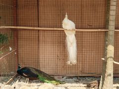 -西双版纳总佛寺