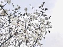 -顾村公园