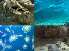 -福州罗源湾海洋世界旅游区