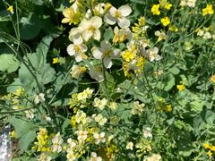 -长白岛森林公园