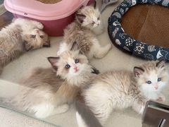 -糯米喵星人总部直营旗舰店·猫舍·幼猫出售
