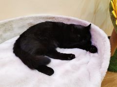 -滚猫咖啡·猫咖·猫友好撸猫(未来城店)