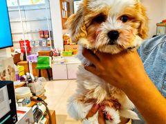 -翊宠yipet猫狗购宠庄园犬舍•猫舍