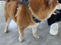 -德元·美联众合24小时动物医院(总院)