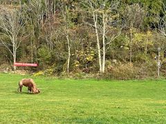 -武陵山森林公园