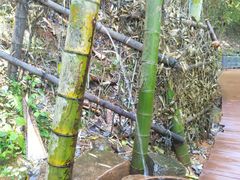 -大余丫山旅游度假区