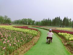-杭州湾海上花田景区