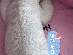 -安安宠医·安宠宠物医院