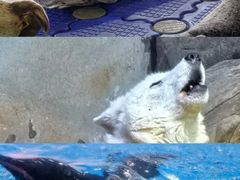 -海合安武汉极地海洋公园