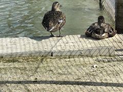 -盐城丹顶鹤湿地生态旅游区
