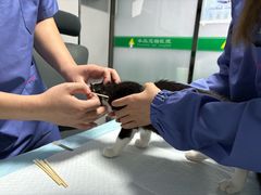 -半岛宠物医院24小时(科华中路店)
