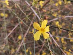 -桃花堤公园