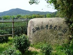 -龙井村