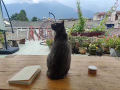 -喵屿·大理花园猫咖