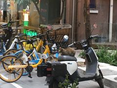 -Poke lemon海鲜波奇饭·柠檬茶(金碧开放小区店)