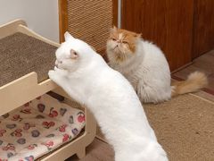 -有猫主题·治愈系猫咖(曾厝垵店)