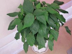 -久事复兴大厦辅楼