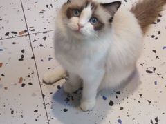 -喵喵咪呀布偶猫咖(春熙路店)