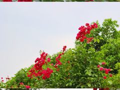 -都江堰玫瑰花溪谷