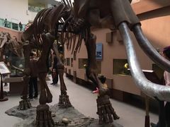 -陕西自然博物馆