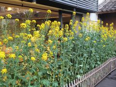 -黄山老妈·土菜(碧桂园店)