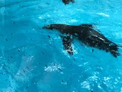 -帝企鹅自助餐厅•儿童岛•真企鹅(长隆企鹅酒店)