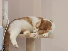 -猫咪派对(江南西店)