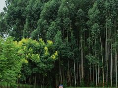 -东莞植物园