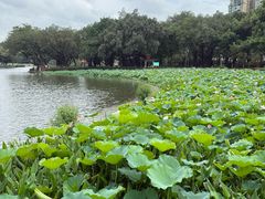 -荔湾湖公园