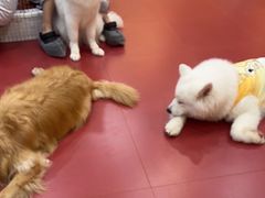 -和它·交个朋友·狗咖猫咖(爱琴海店)