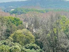 -武汉大学-樱园